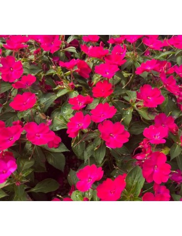 Flor Perene Sunpatiens 