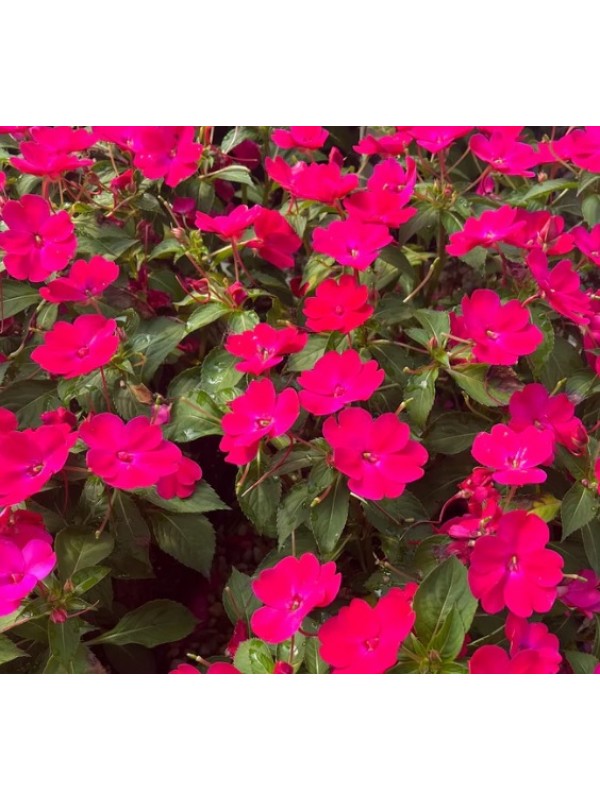 Flor Perene Sunpatiens 